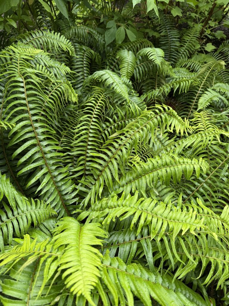 Close-up photograph of western sword ferns in soft light.