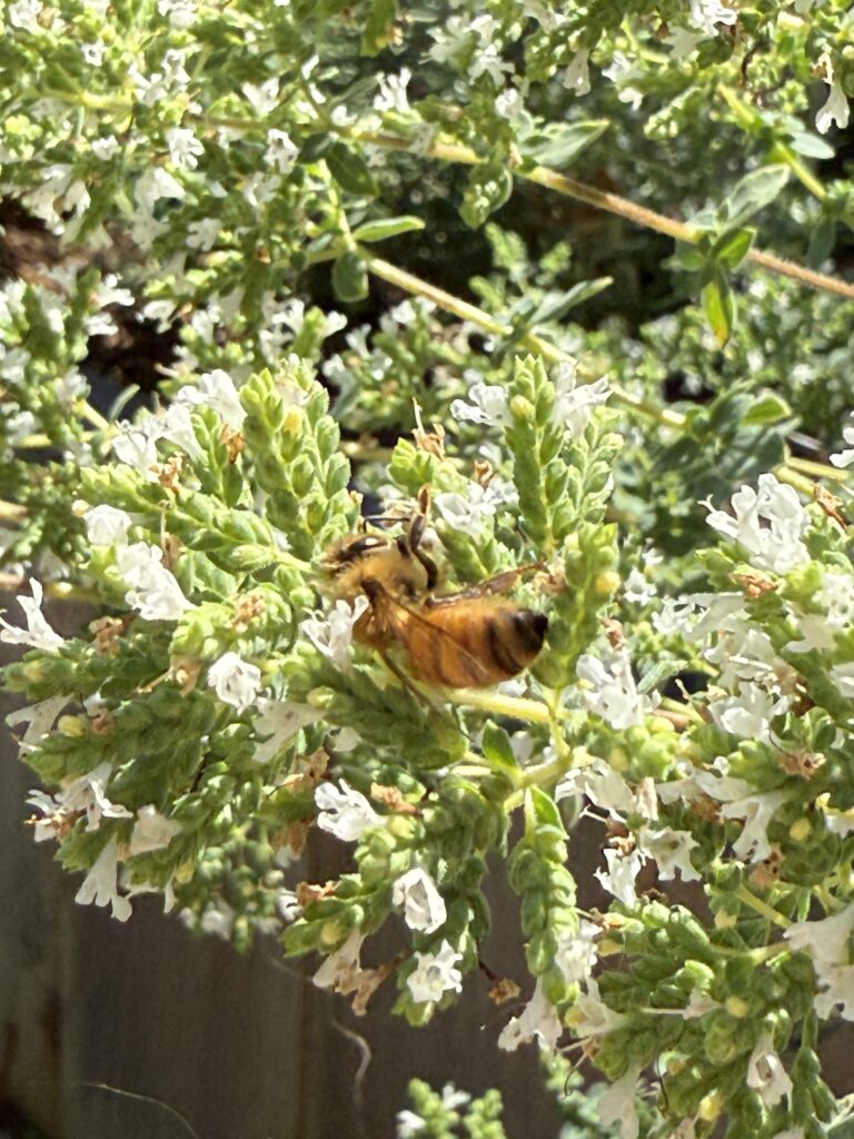 Close-up photograph of a honey bee foraging on white oregano flowers in a pollinator-friendly garden.