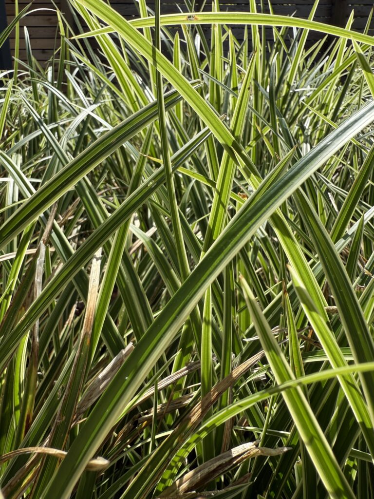 Close-up photograph of dense variegated Carex sedge foliage.