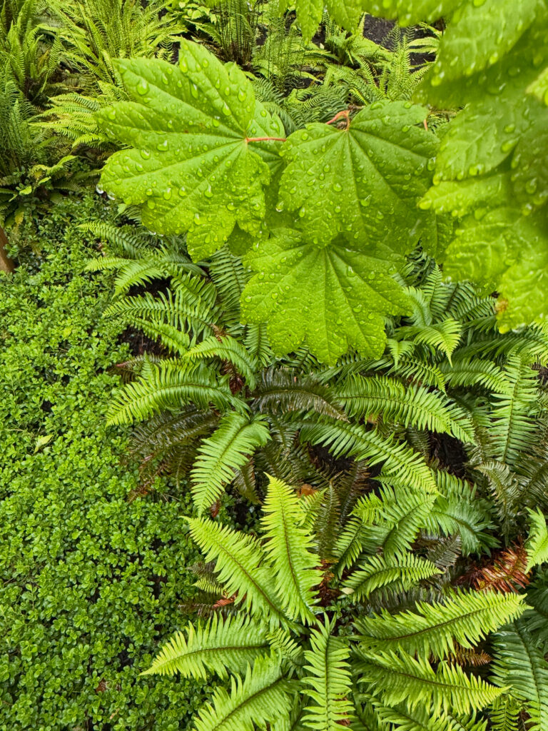 Photograph of a West Coast planted garden with sword ferns, vine maple leaves, and kinnikinnick groundcover.